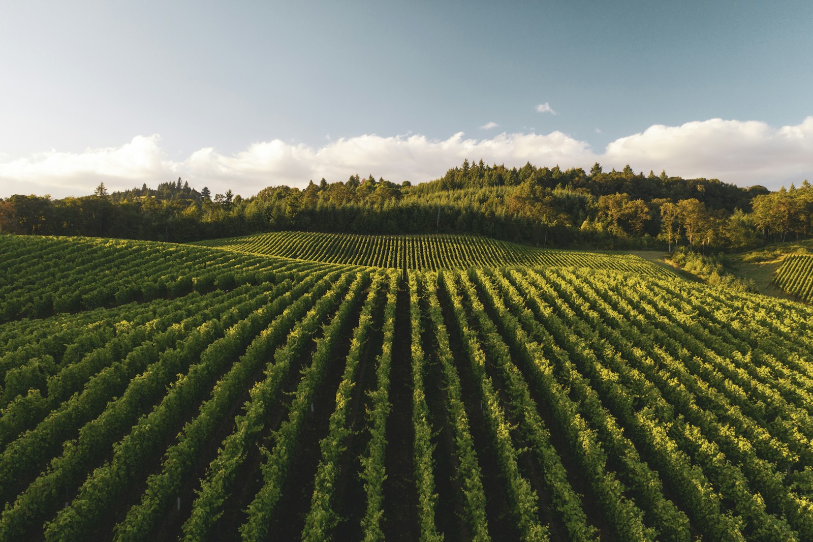 Sunlit green vineyard rows stretching across hills in Oregon